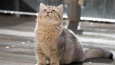 أشهر أنواع القطط وسلالاتها