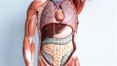 أعضاء داخلية مهمة في داخل جسمك يمكنك العيش بدونها!