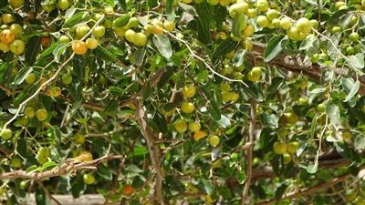 فضل نبات السدر على الصحة وفي الطب النبوي